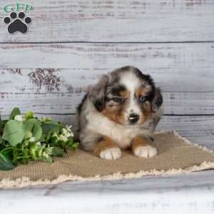 Tilly, Miniature Australian Shepherd Puppy